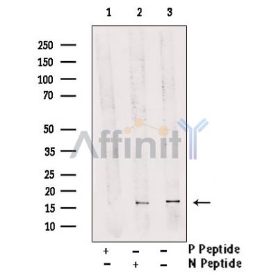 Phospho-FUNDC1 (Ser17) antibody 