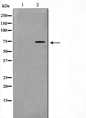 Phospho-Gab2 (Tyr452) Antibody