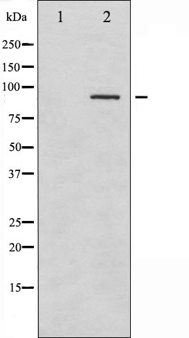 Phospho-SYK (Tyr323) Antibody