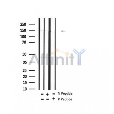 Phospho-c-Kit (Tyr721) Antibody