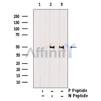 Phospho-Cyclin E1 (Thr77) Antibody